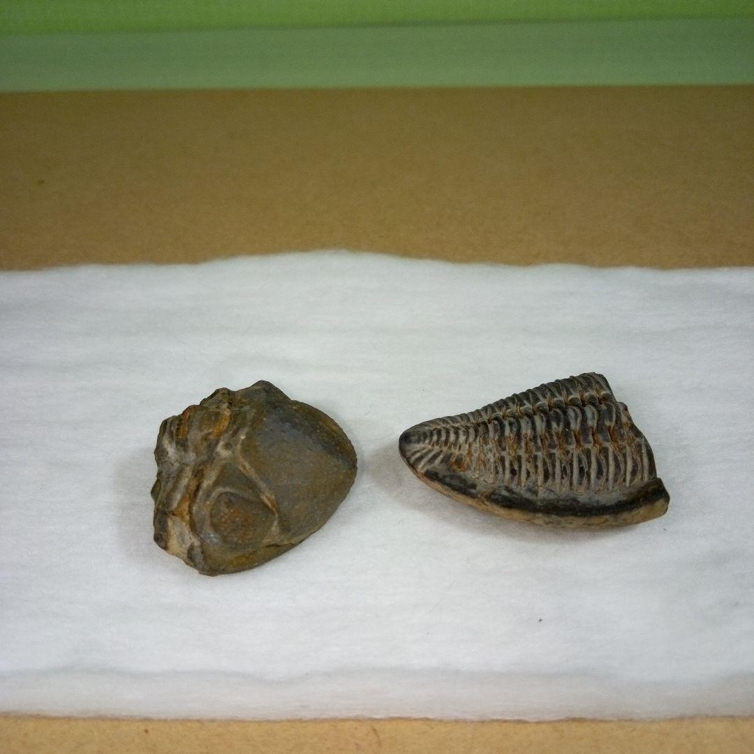 三葉虫　化石　fossil　ボリビア産　レア　Fossil判別④