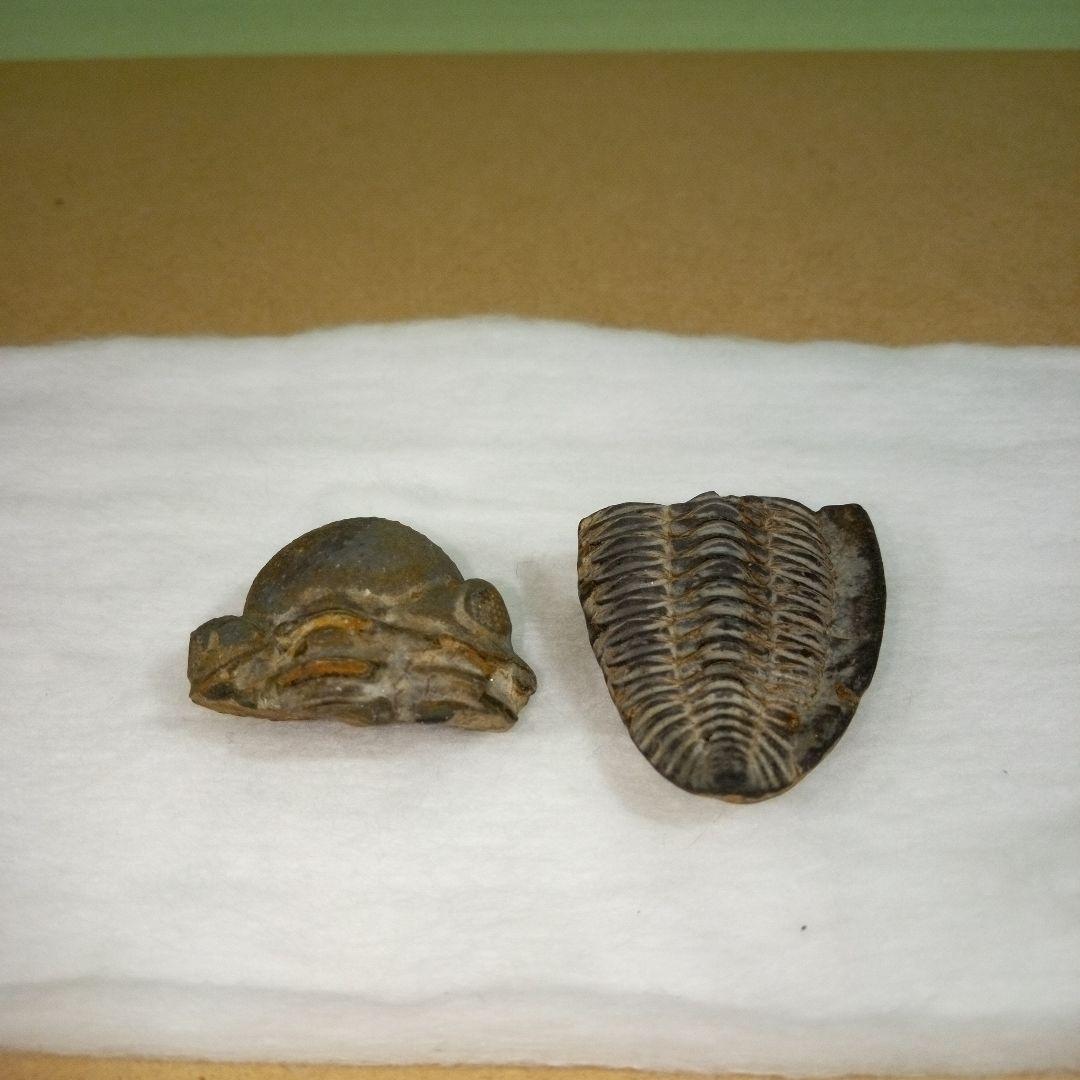 三葉虫　化石　fossil　ボリビア産　レア　Fossil判別④