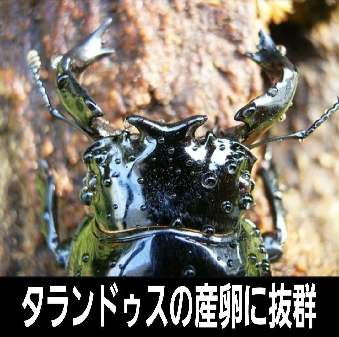 ４本セット！最強のクワガタ産卵木　特大サイズで爆産！植菌カワラ材　加水不用