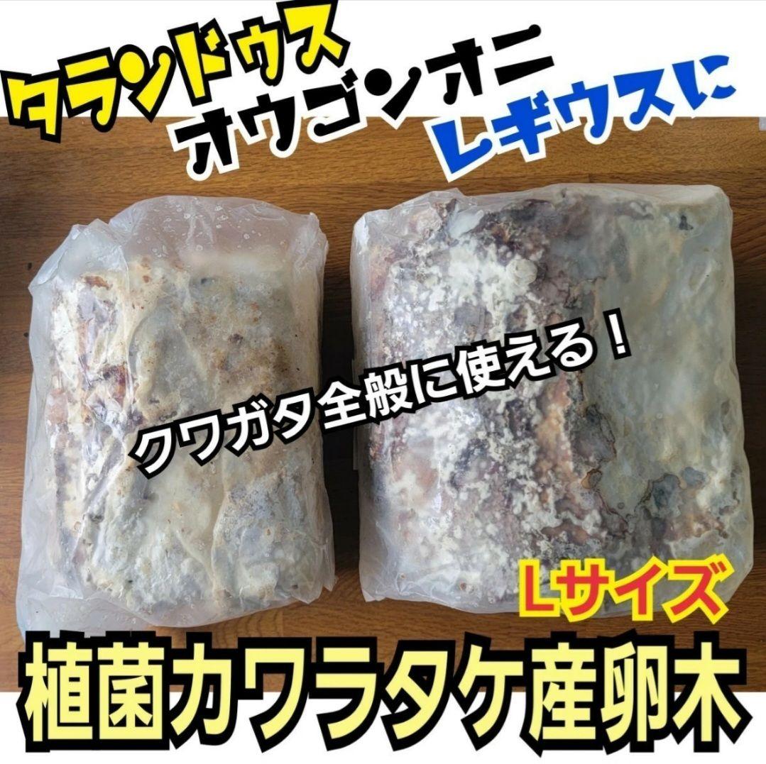 ４本セット！最強のクワガタ産卵木　特大サイズで爆産！植菌カワラ材　加水不用