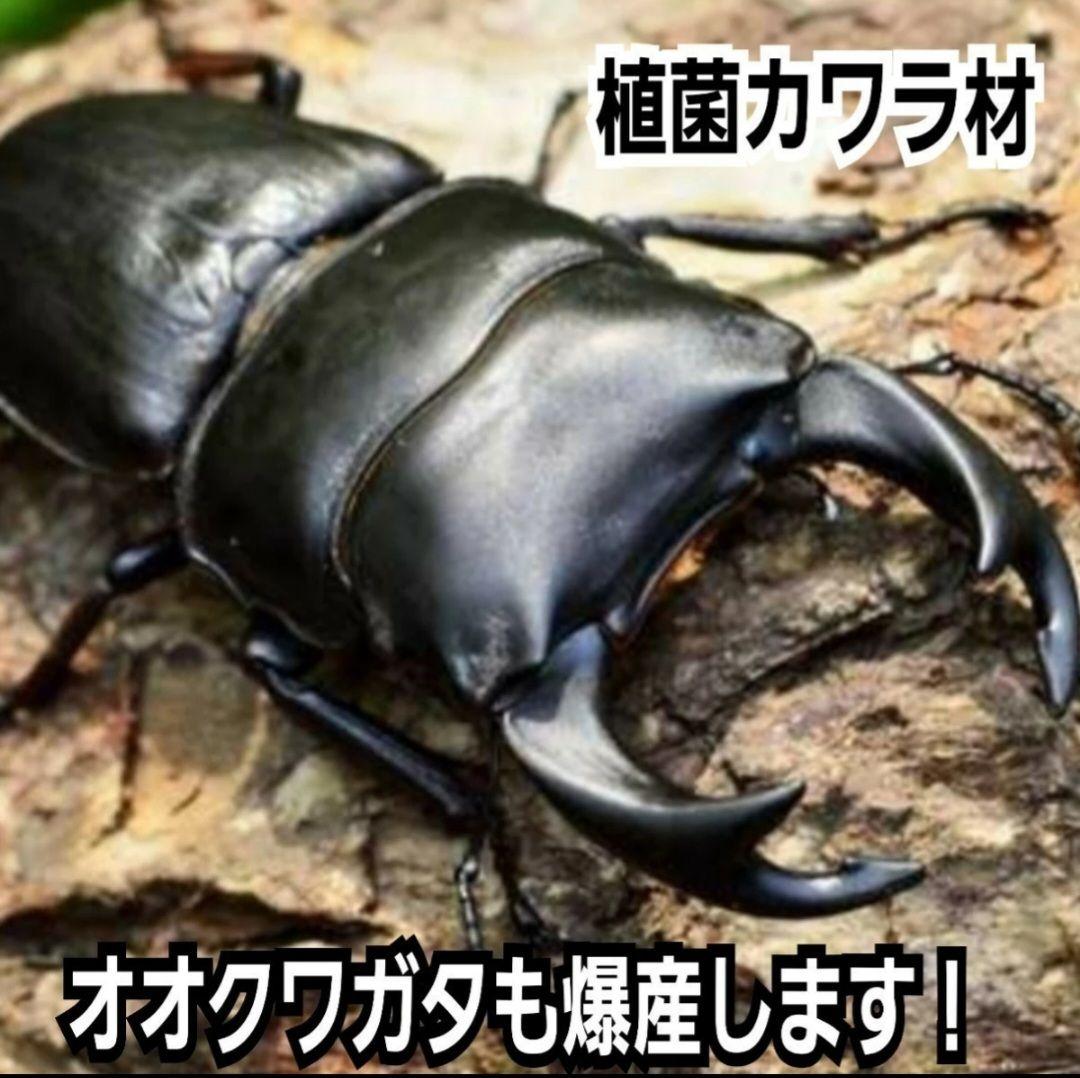 ４本セット！最強のクワガタ産卵木　特大サイズで爆産！植菌カワラ材　加水不用