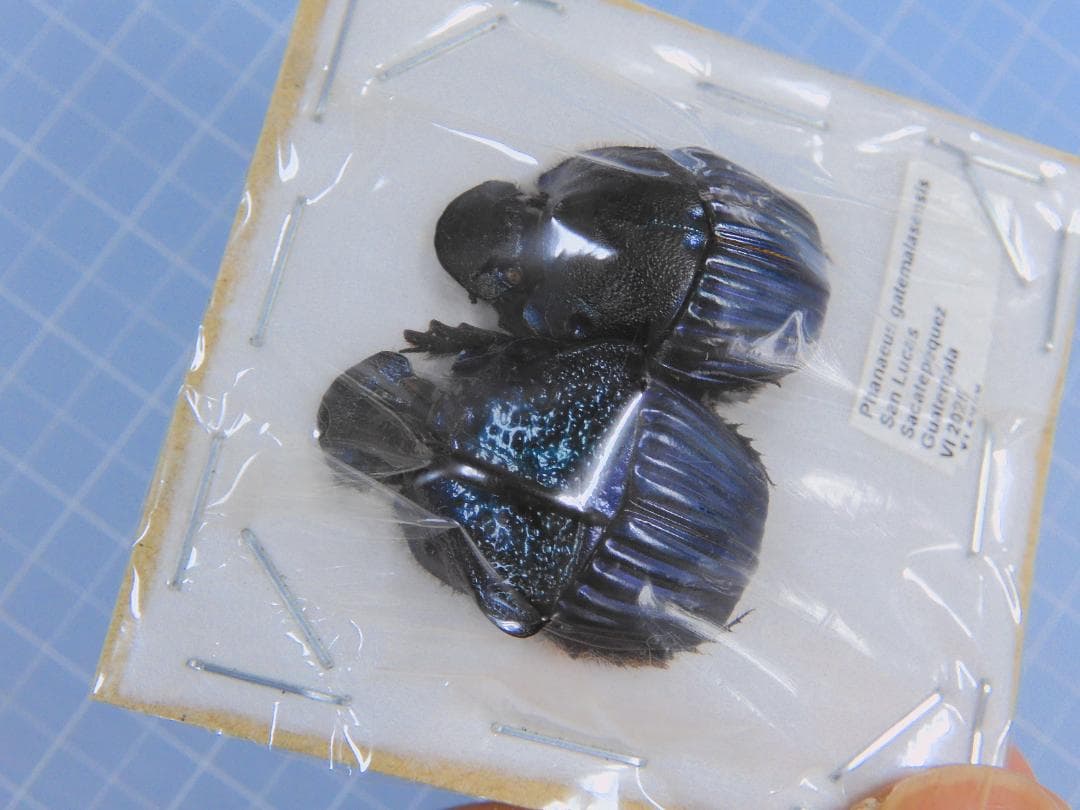 標本 Phanaeus gatemalaensis 23-26mm