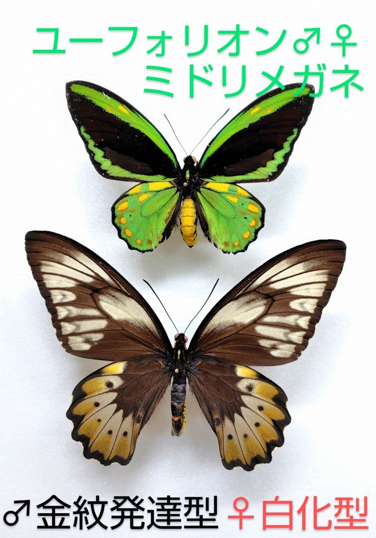 ユーフォリオン ミドリメガネトリバネアゲハ♂金紋発達型♀白化型 異常型ペア標本