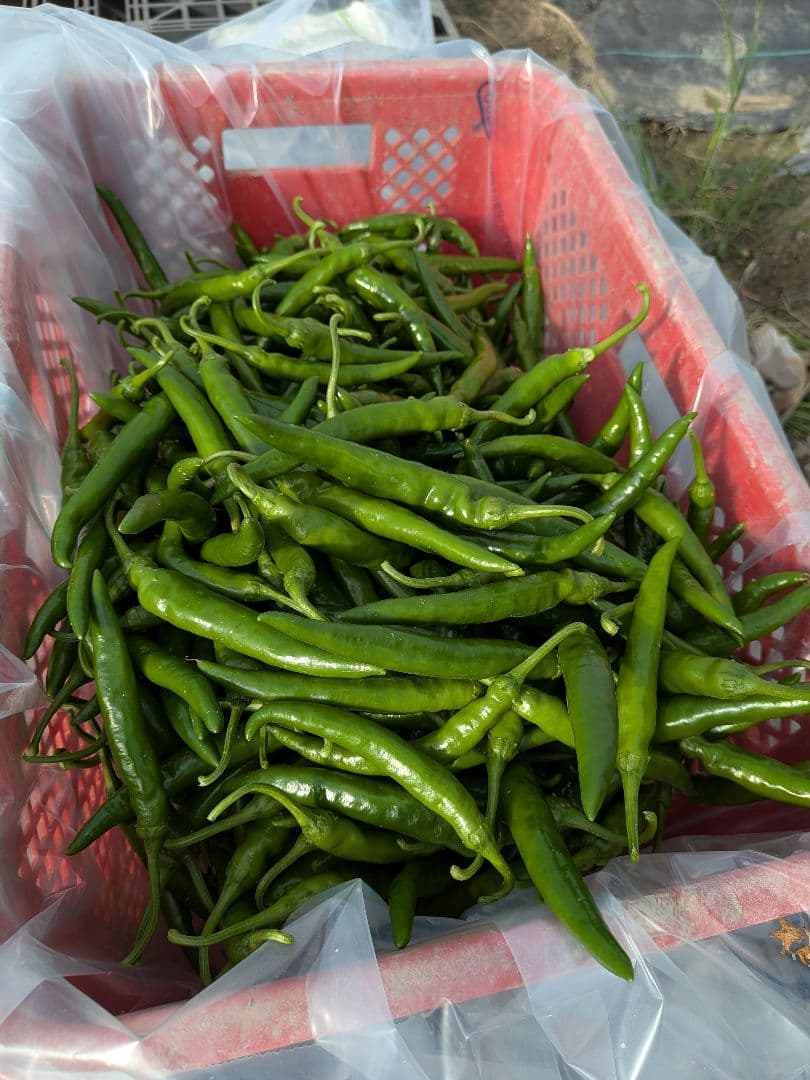 朝採り☆韓国青唐辛子☆激辛チョンヤンコチュ☆10キロ☆農家直送