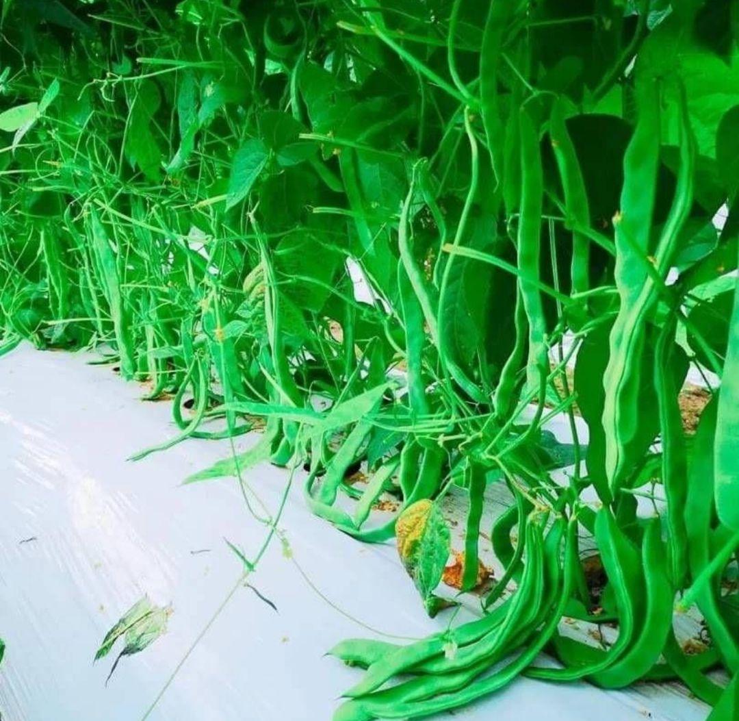 ジャンボいんげんAB品込み10㌔低農薬