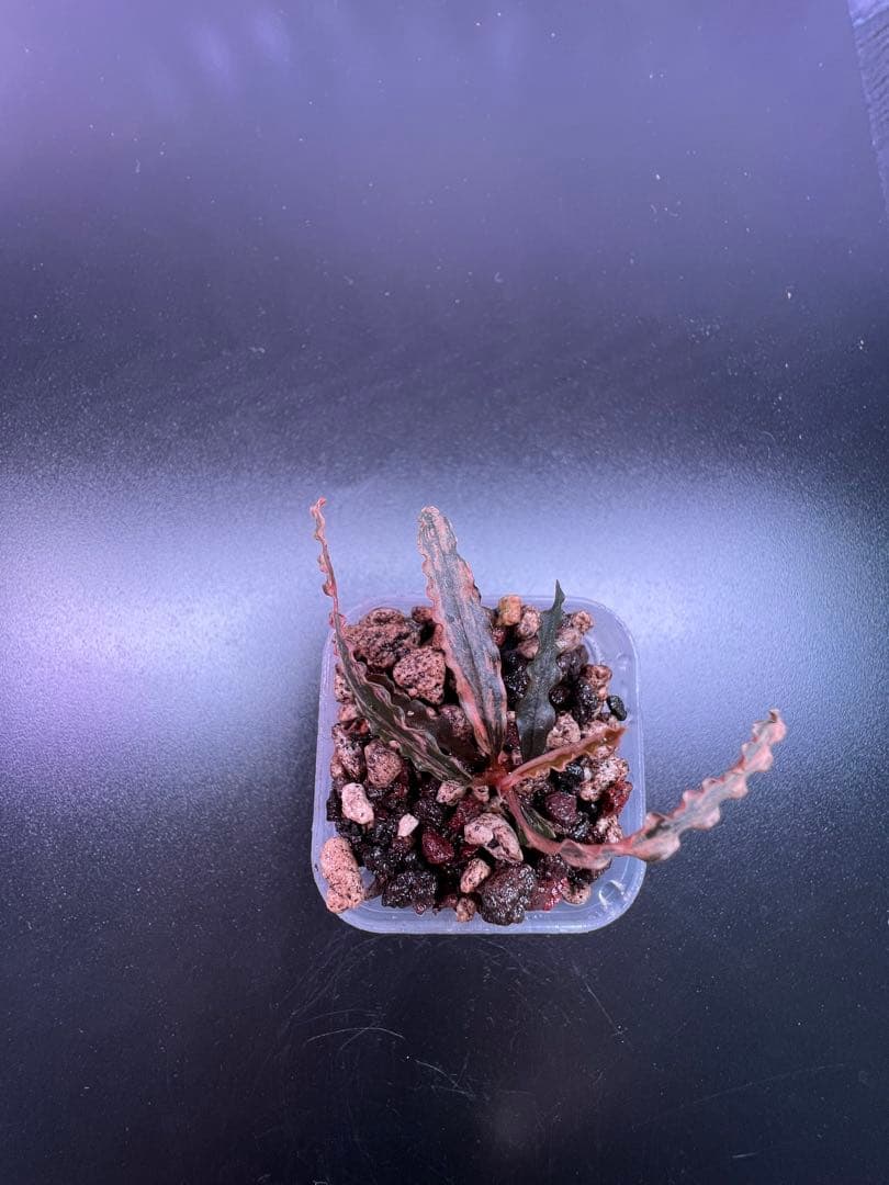 水草 Bucephalandra sp. Variegata Pink Medusa