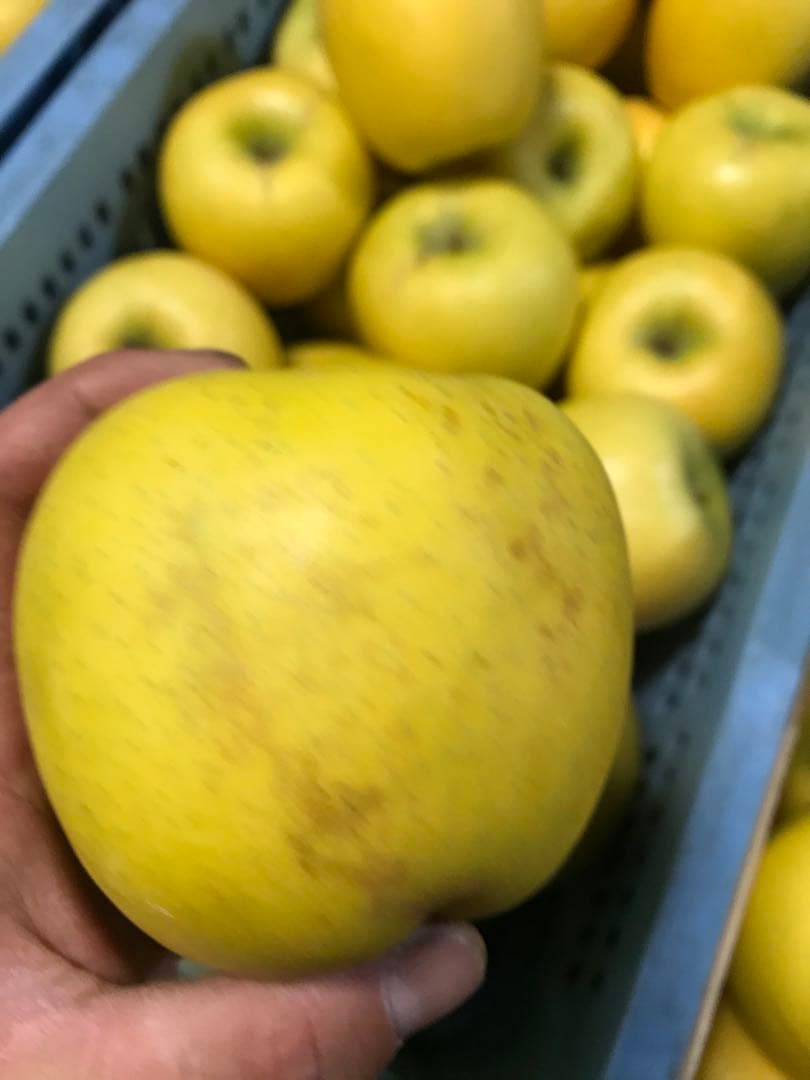 【訳あり】葉とらずりんご シナノゴールド20kg×4箱