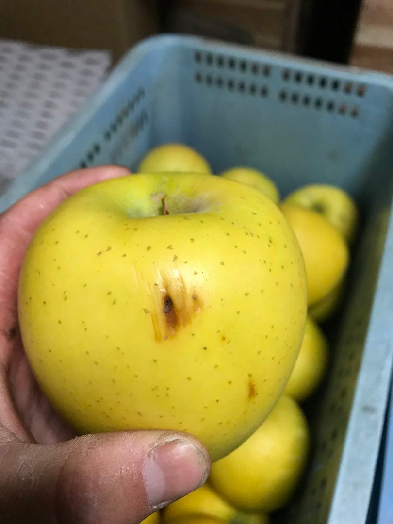 【訳あり】葉とらずりんご シナノゴールド20kg×4箱