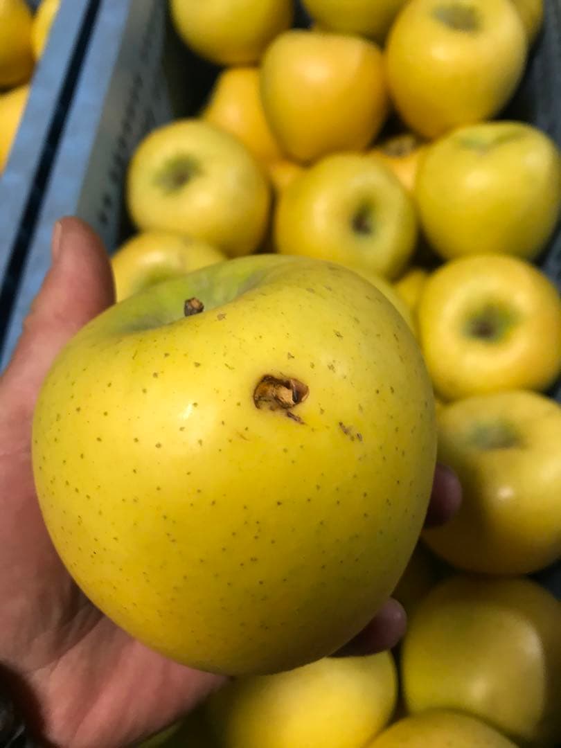 【訳あり】葉とらずりんご シナノゴールド20kg×4箱