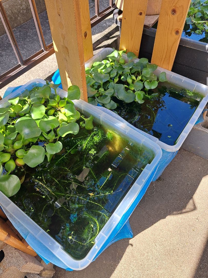 【専用ページ】天然アナカリス、1000本