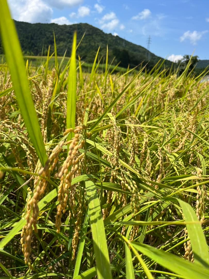 安心安全な減農薬栽培！　 令和7年産　ひとめぼれ　 玄米10キロ送料込み