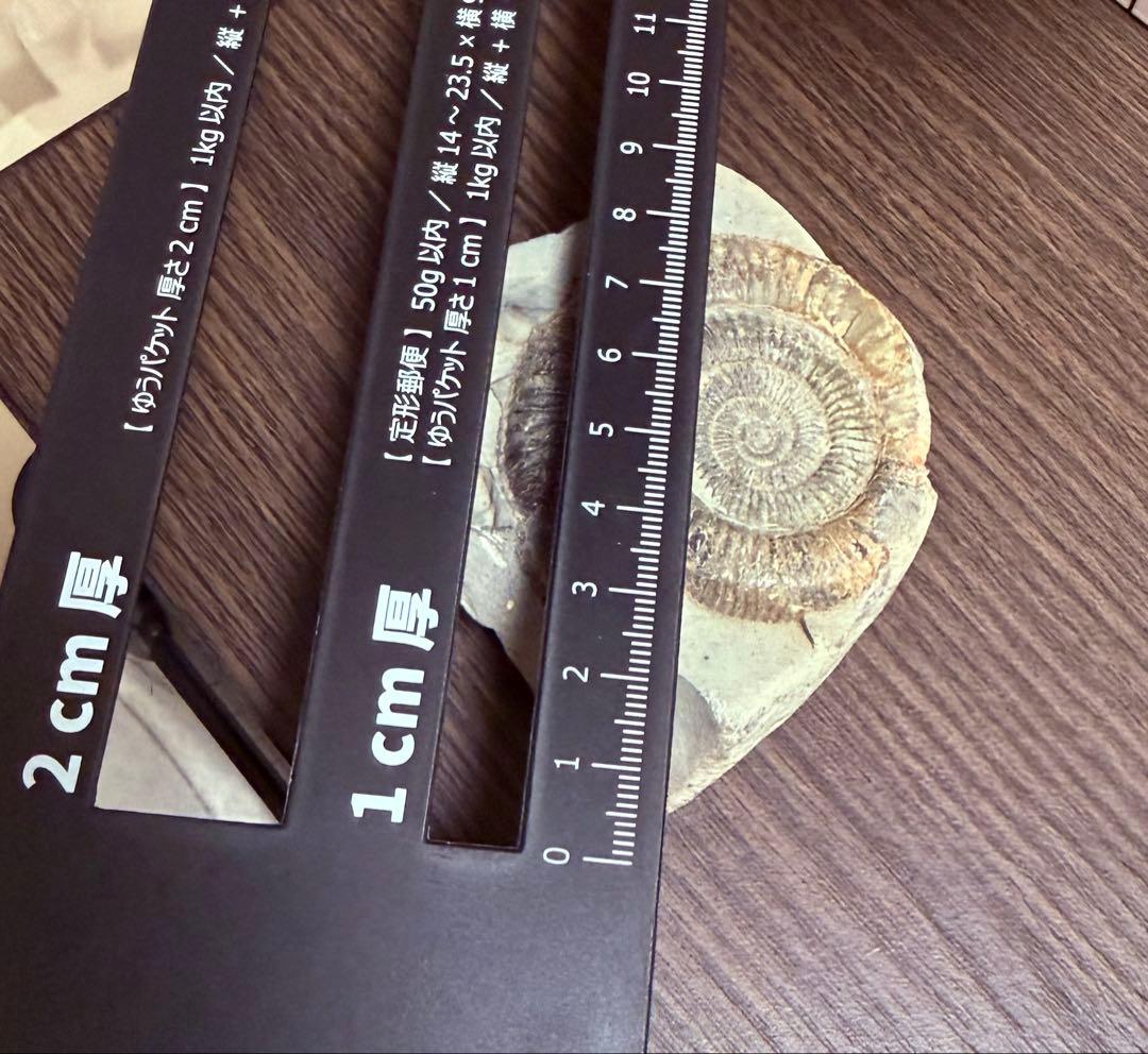 アンモナイト 化石 保存状態良好