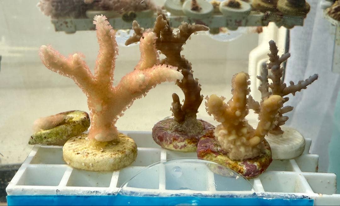 コエダミドリイシ　トゲミドリイシ　エダコモン　キャピタタコモン　4種　サンゴ