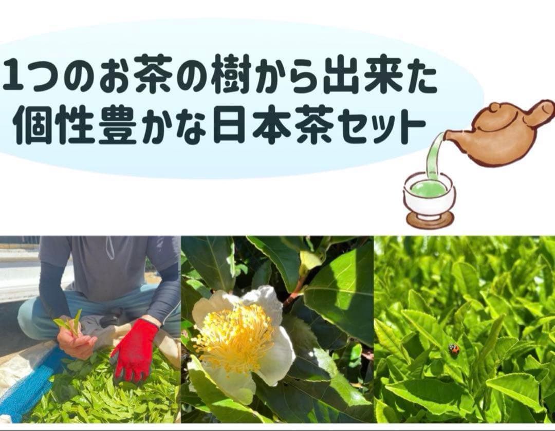 【農薬不使用】日本茶8種類飲み比べセット各(3個入り×8種類)