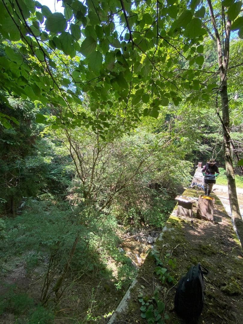 ハチミツ　日本蜜蜂の蜂蜜　奥山の奥