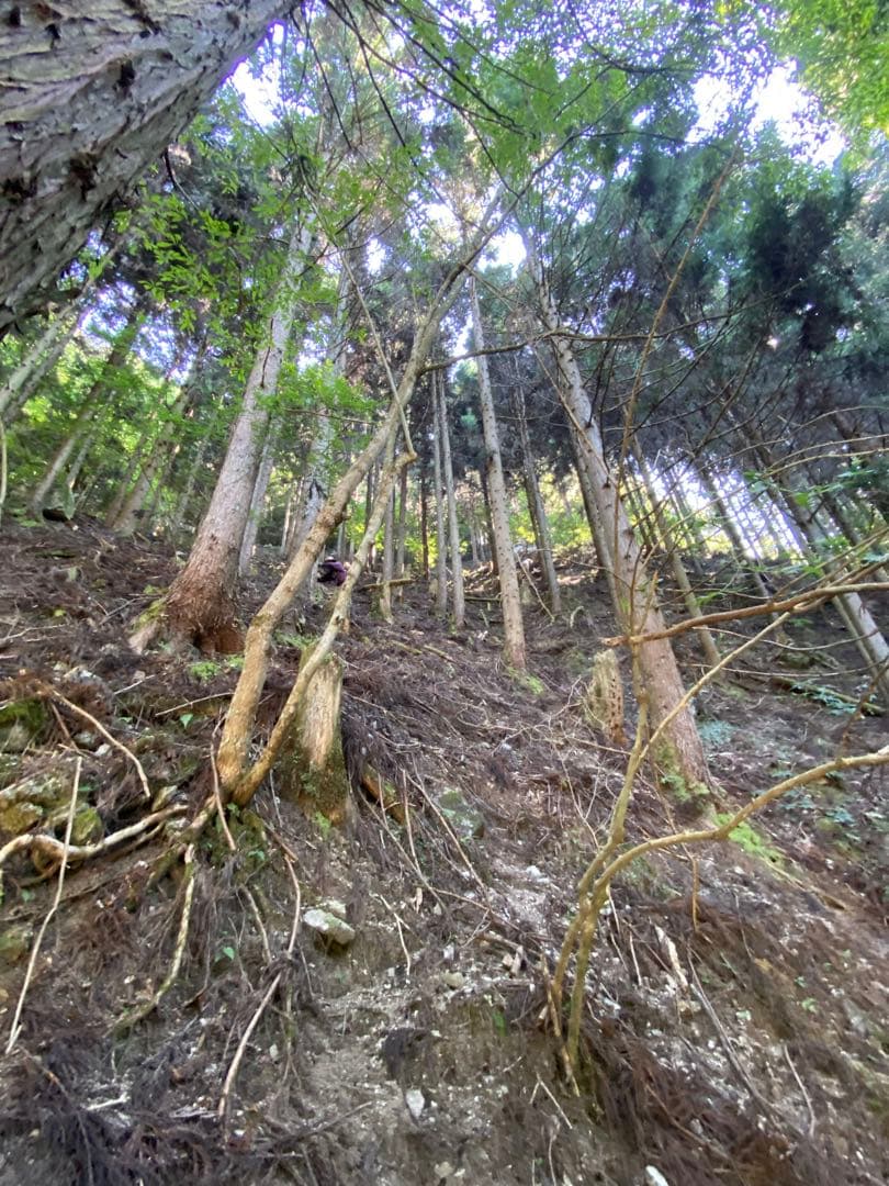 ハチミツ　日本蜜蜂の蜂蜜　奥山の奥