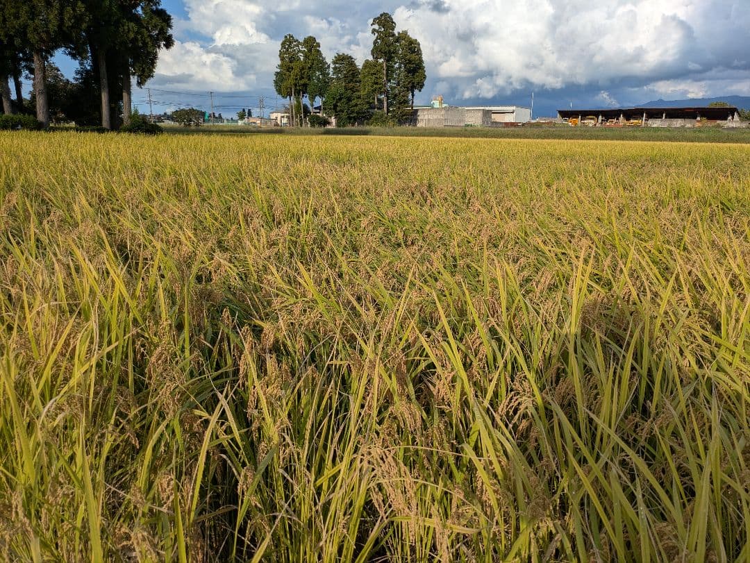 コシヒカリ29kg7年産玄米　正規ルート銘柄米　農産物検査済1等