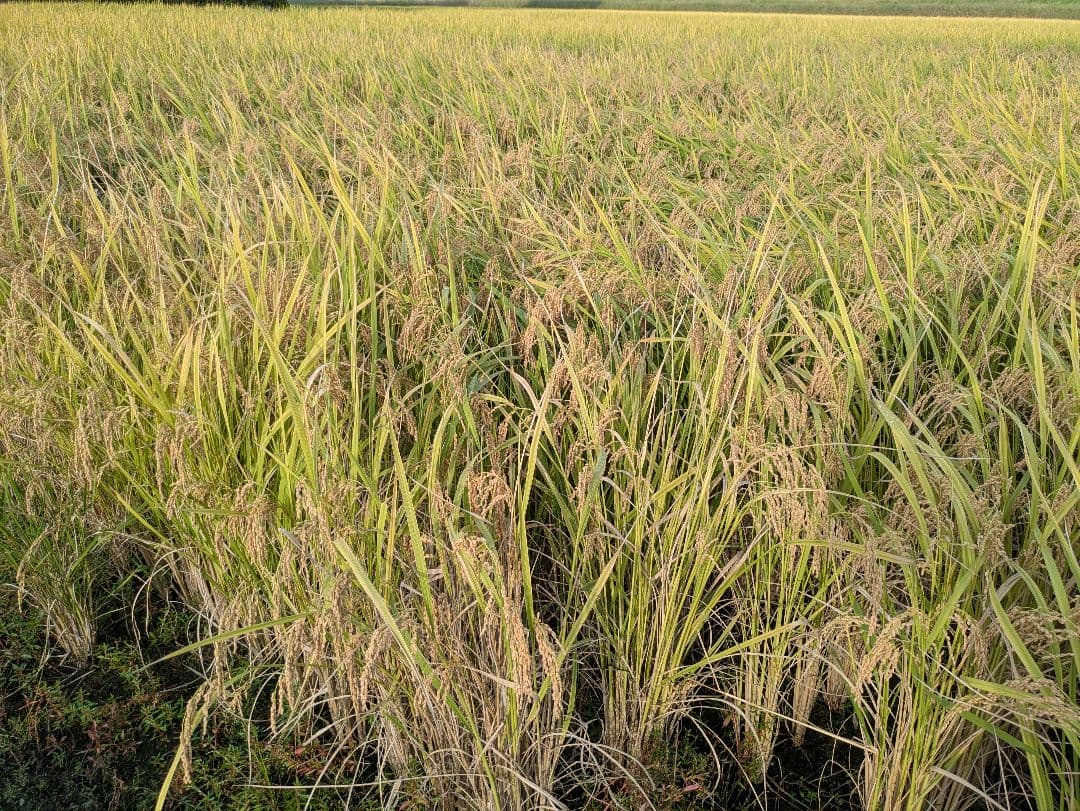 コシヒカリ29kg7年産玄米　正規ルート銘柄米　農産物検査済1等