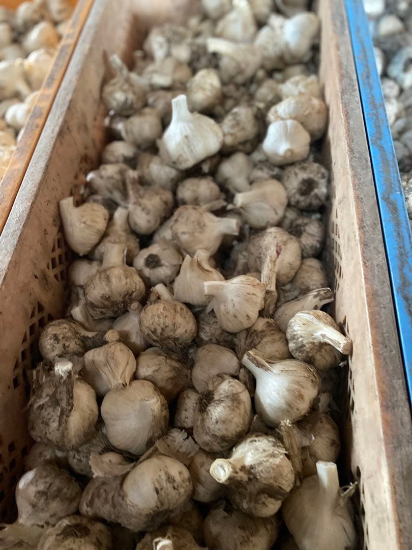 青森県産にんにく　Mサイズ 10キロ