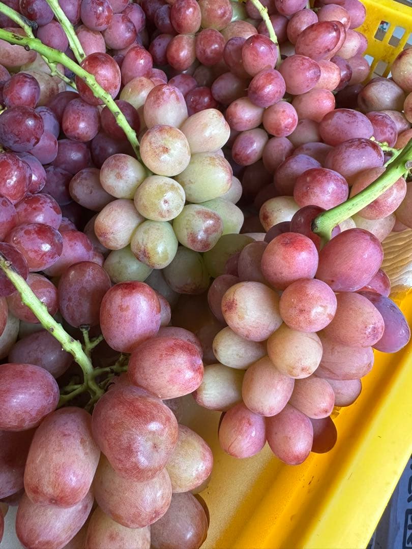 やや訳あり⭐︎クイーンルージュ　2キロ