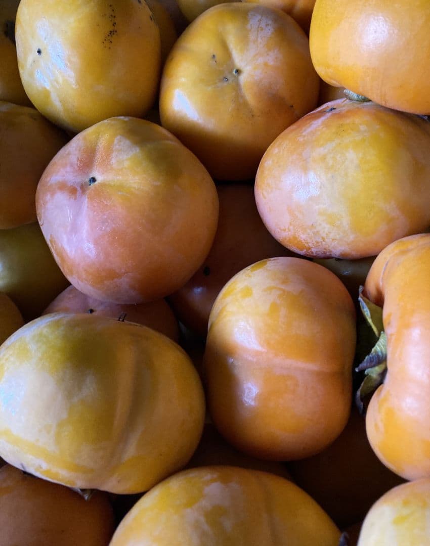 和歌山　富有柿　ご家庭用