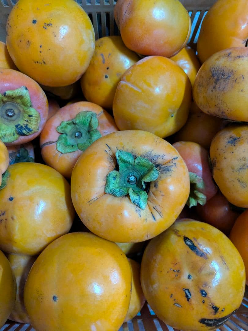 和歌山　富有柿　ご家庭用