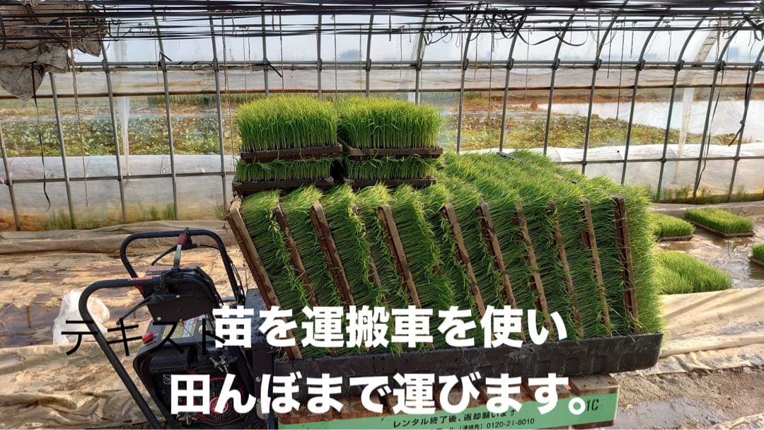 R7年産特別栽培 新潟の高級米 新之助 30㌔ 玄米 田植え後農薬は除草剤のみ