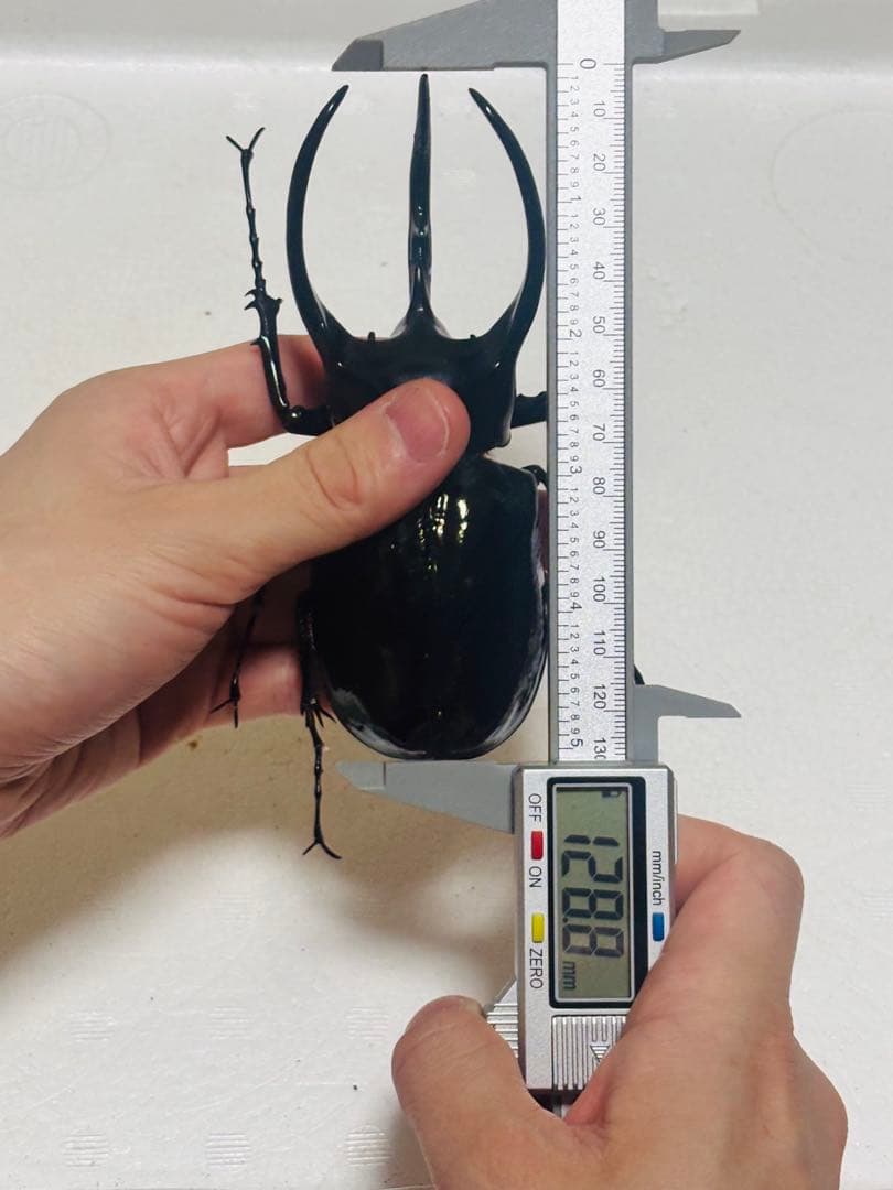 【激レア】特大コーカサスオオカブト 128ミリ 死虫　標本 カブトムシ
