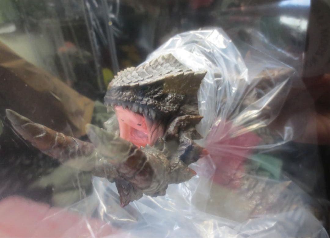 ご*ん様 覇竜　アカムトルム　CCP ギガソフビ　モンスターハンター　モンハン