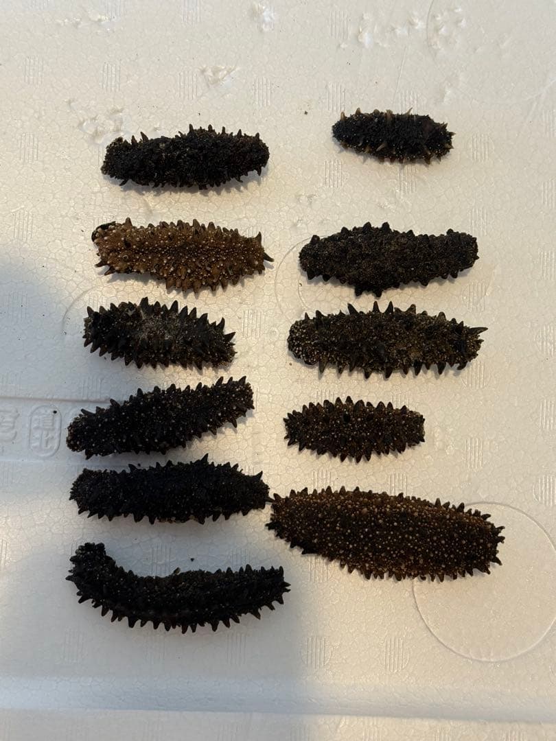 北海道産　乾燥海鼠ナマコ B品 形の良い訳あり品 100g