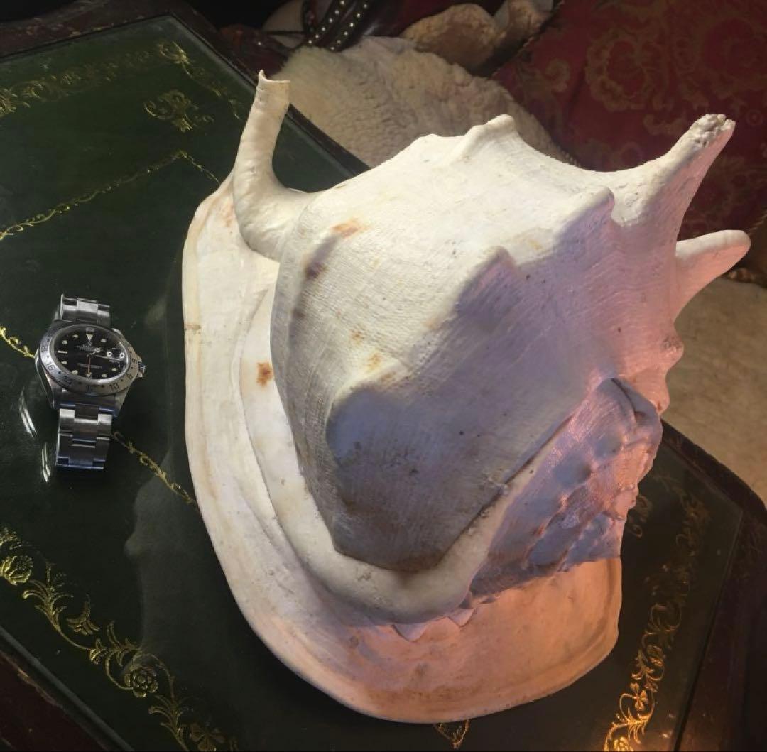 湯布院アンティーク 希少トウカムリカイ 310ｍｍ超特大標本 奄美大島産 カメオ