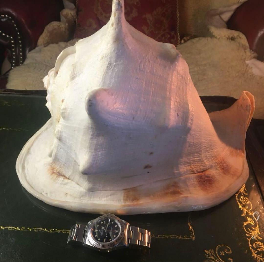 湯布院アンティーク 希少トウカムリカイ 310ｍｍ超特大標本 奄美大島産 カメオ