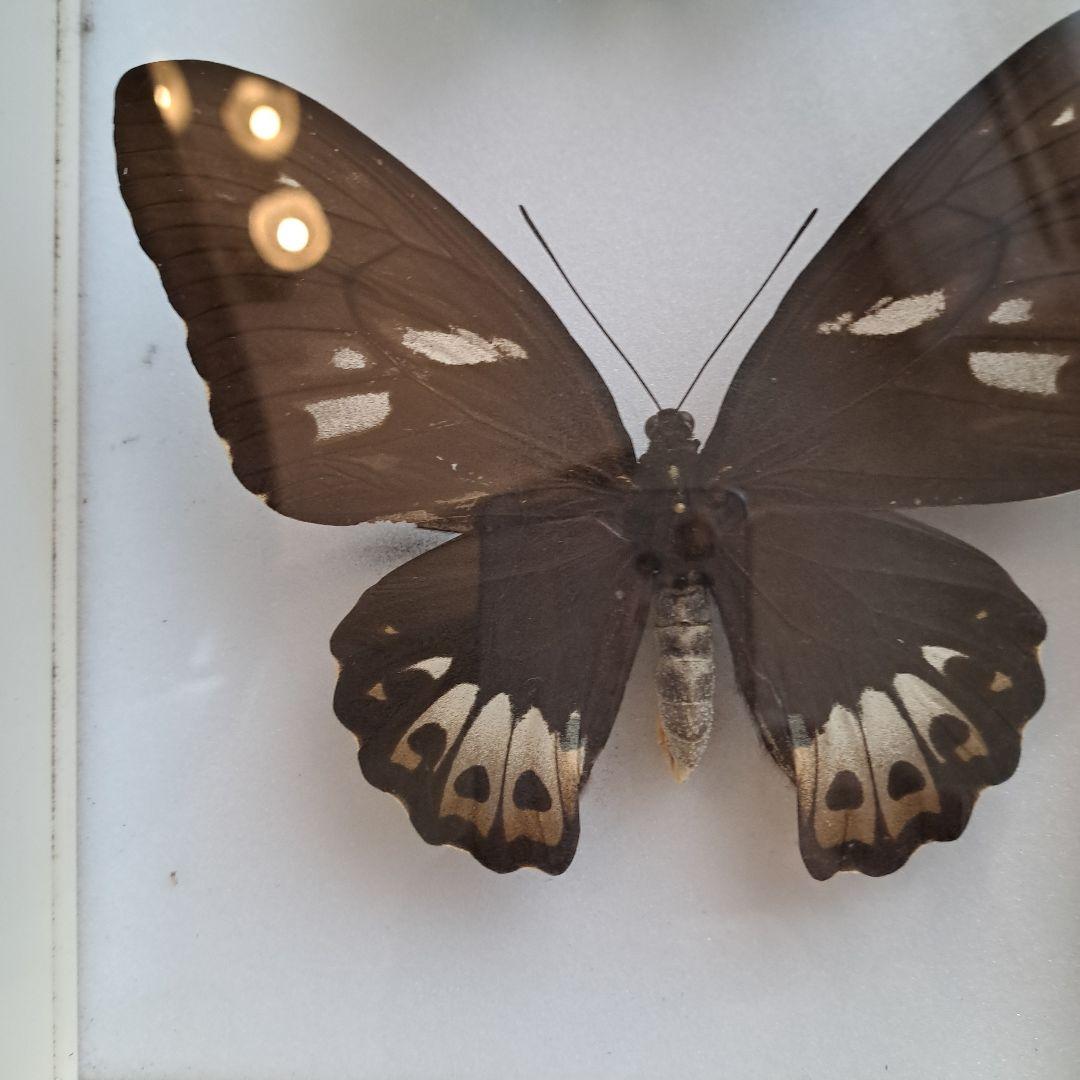 メガネトリバネアゲハ　大型標本