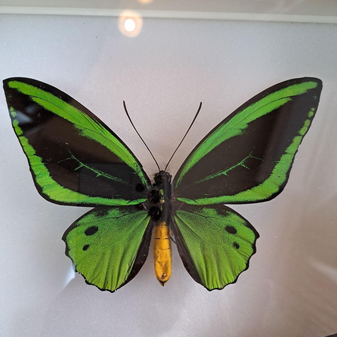 メガネトリバネアゲハ　大型標本