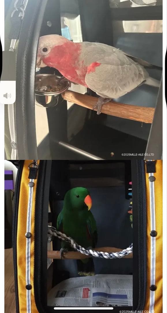 新品　Celltei Pak-o-Bird Mサイズ　ヨウムや大型鳥用　キャリー