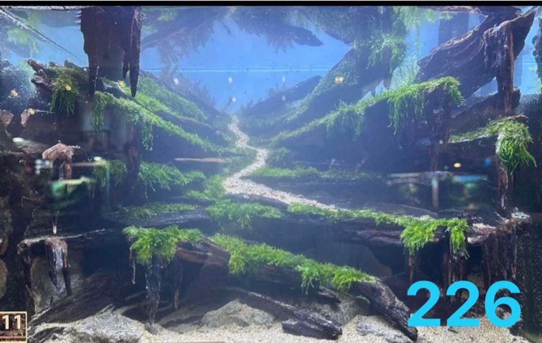 盆栽流木 水草用の 流木。流木アクアリウム　パルダリウム　マシンガンウッド