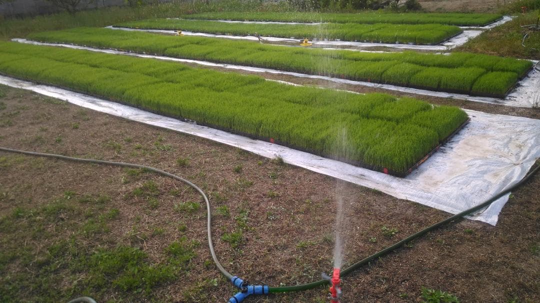 令和７年度兵庫県産 つきあかり 玄米30kg※精米可 本州・四国・九州は送料無料