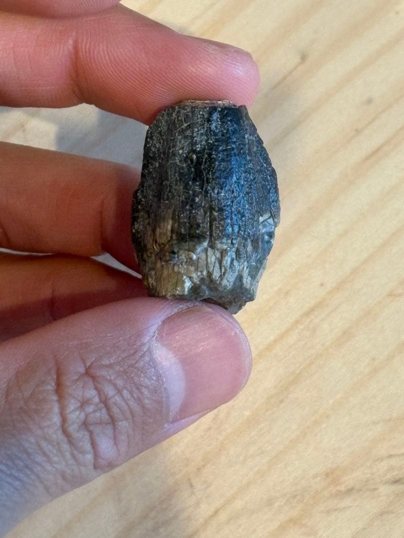 お買い得　ジョバリアの歯　化石　竜脚類