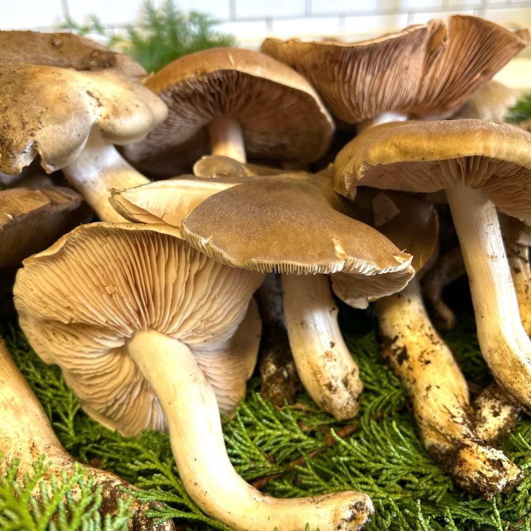 jks-k様。 天然きのこ極太ウラベニホテイシメジ約300g＋α