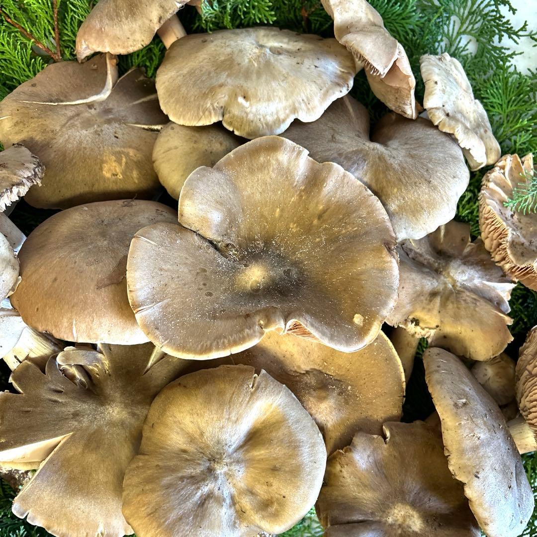 jks-k様。 天然きのこ極太ウラベニホテイシメジ約300g＋α