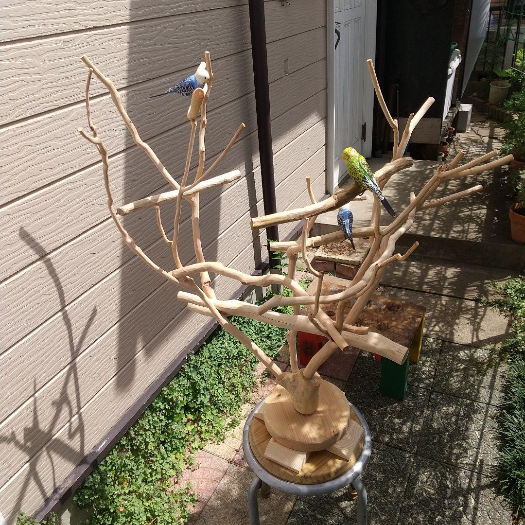 マロ小鳥の楽園バードアスレチックツリージム③