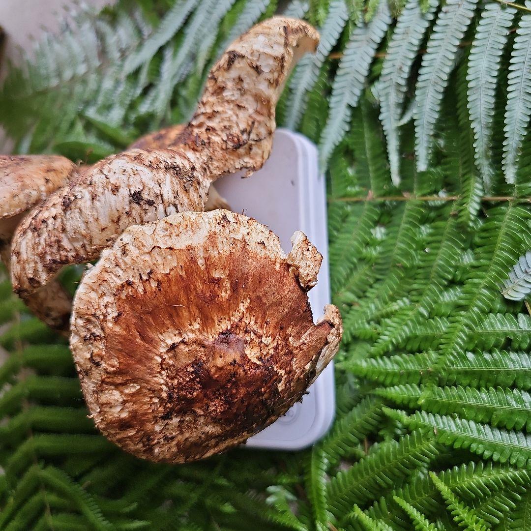 広島県産 松茸 285g