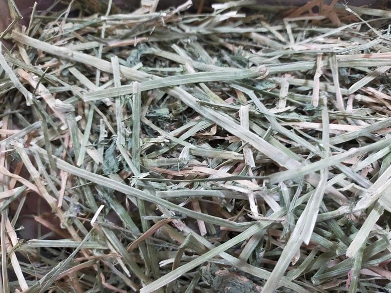 【11/30まで】 カナダ産 チモシー 50kg スーパープレミアム １番刈り