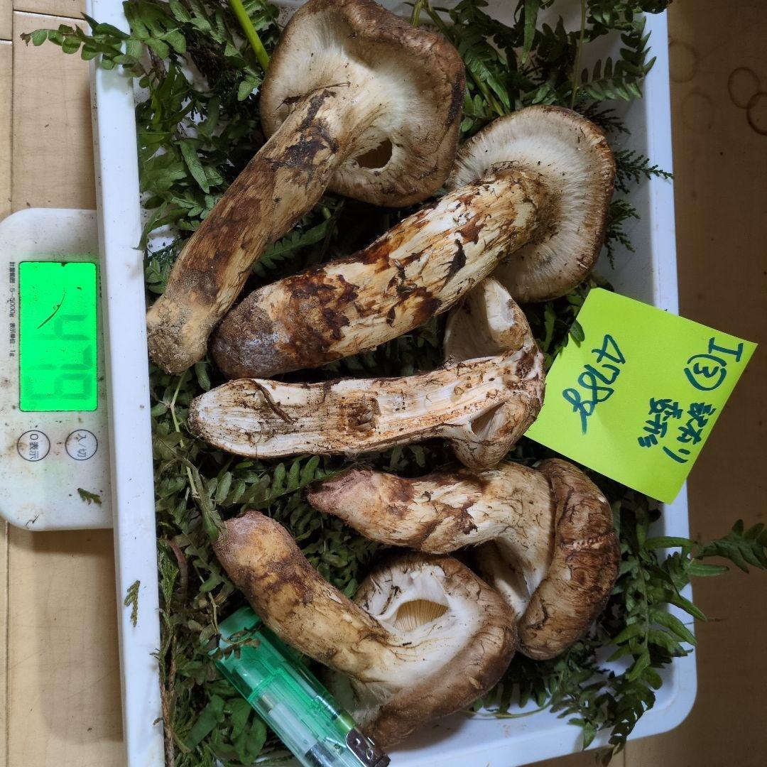 和歌山松茸　新鮮朝市　訳有り変形　478㌘