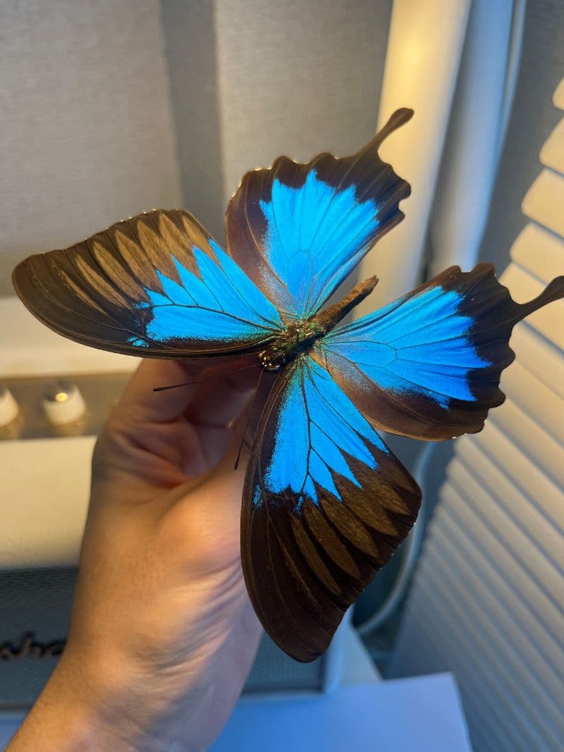 オオルリアゲハ Achillides ulysses 標本 蝶 外国産蝶標本
