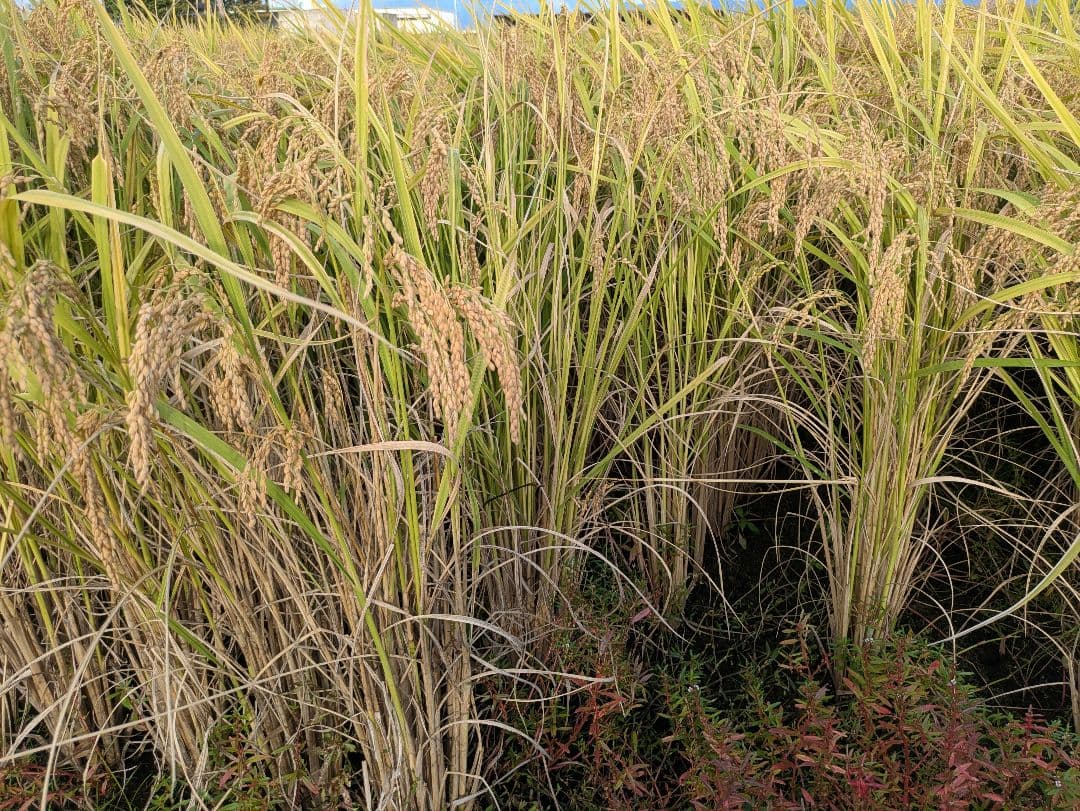 10kg 7年産コシヒカリ玄米発送日無料精米可