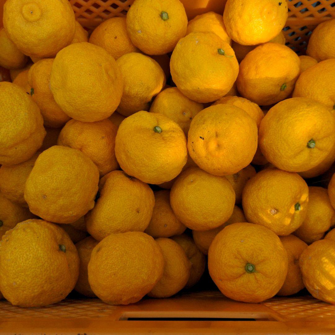 完熟本柚子２０kg（美品）。鍋料理、ポン酢、柚子胡椒、柚子味噌、ジャム、柚子湯