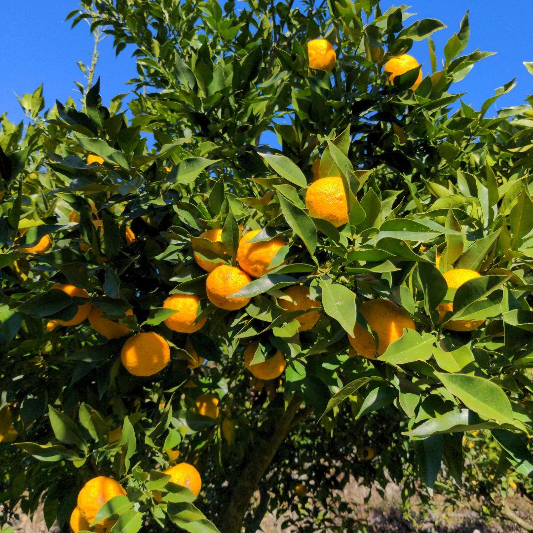 完熟本柚子２０kg（美品）。鍋料理、ポン酢、柚子胡椒、柚子味噌、ジャム、柚子湯