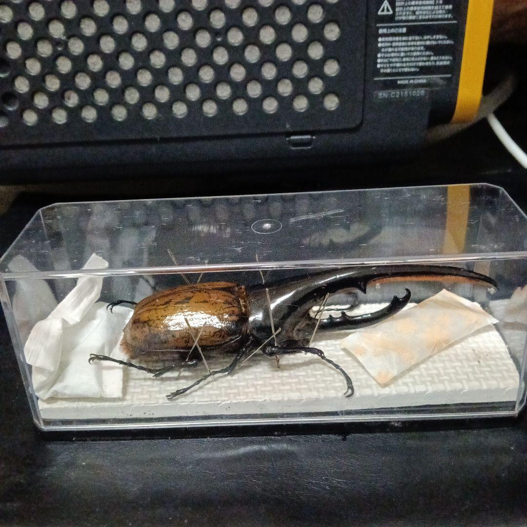 昆虫標本 超大型血統ヘラクレスオオカブト雄163mm 美形
