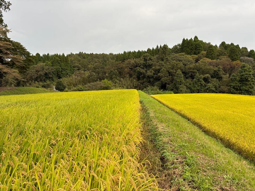 2025年産　新米　ヒノヒカリ　大分産　10kg